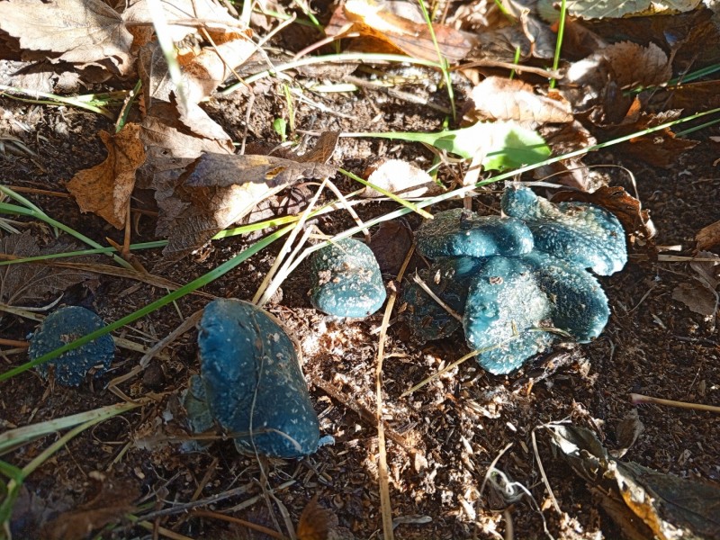 В Койгородском районе нашли "инопланетный" гриб