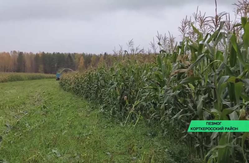 Хозяйства Коми в следующем году нарастят объемы высева под кукурузу в 2-3 раза