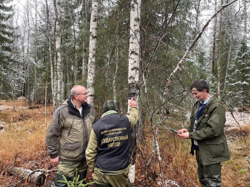 В заказнике "Дзервад" в Коми стартовал проект по сохранению дикого северного оленя