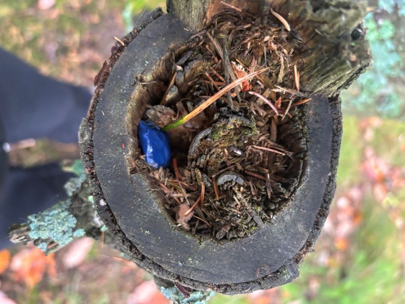 Полицейские задержали сыктывкарца за покушение на сбыт наркотиков в крупном размере