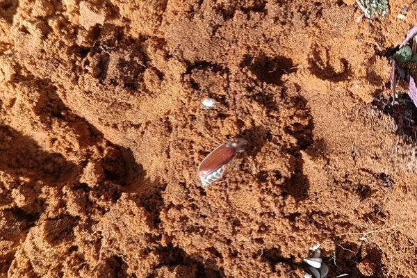 Хрущи в депрессии: в Коми снижается площадь и численность лесного вредителя 
