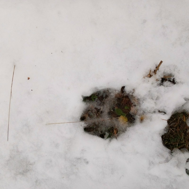 Вокруг Аджерома в Корткеросском районе ходит медведь