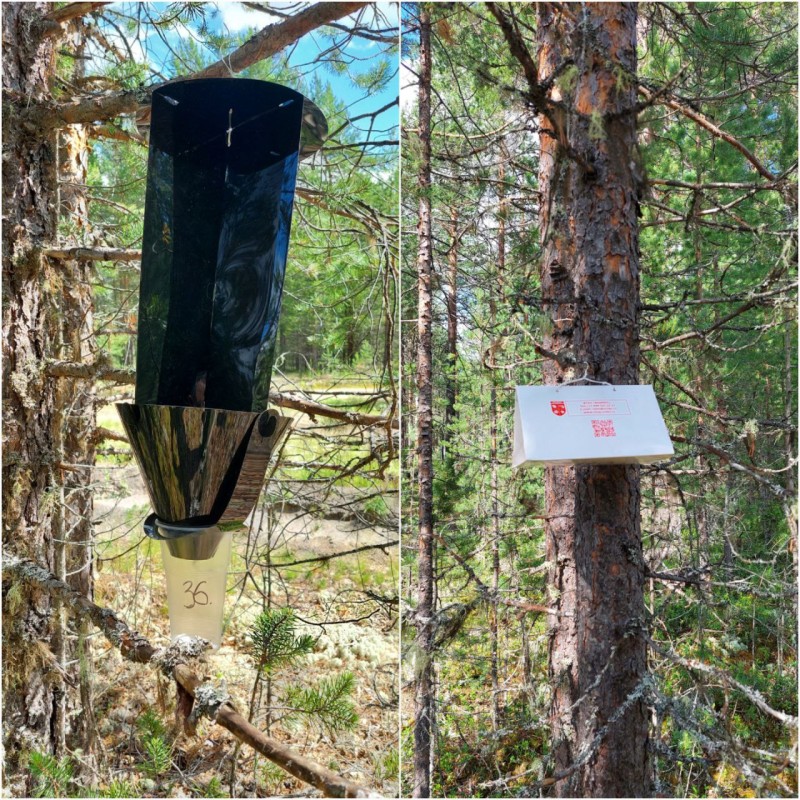 В Коми установлены четыре новые карантинные зоны по сибирскому шелкопряду и 7 - по усачам