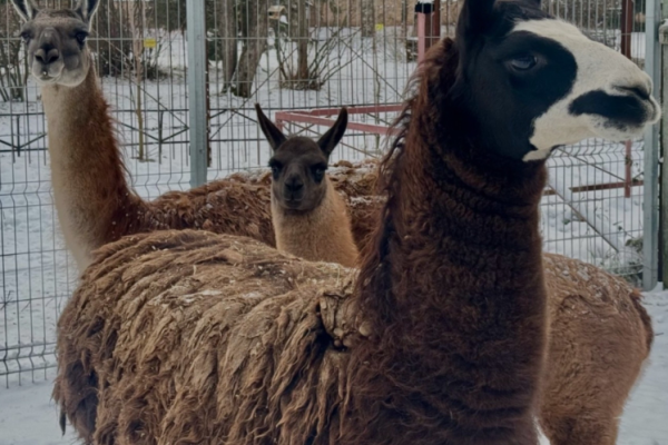 Жители Коми всем миром выбрали имя детенышу ламы в сыктывкарском зоопарке
