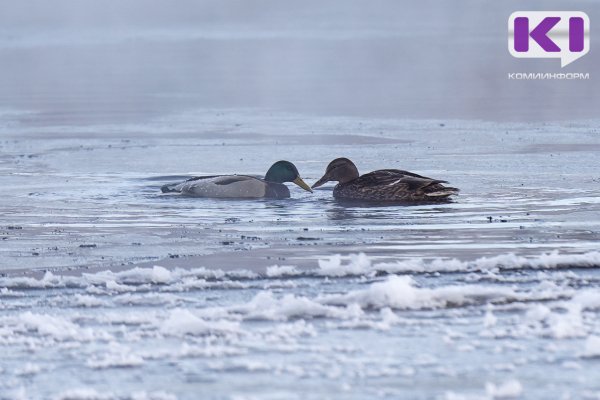На реке Лузе в районе Объячево начался ледоход 