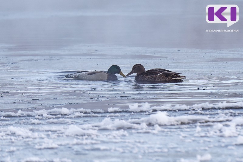 На реке Лузе в районе Объячево начался ледоход 