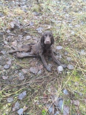 В Удорском районе в отношении хозяйки покалеченного спаниеля возбуждено уголовное дело