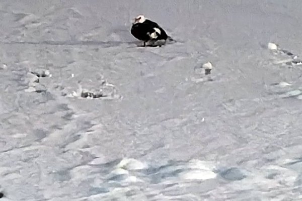 Индоутка из Южной Америки навестила сородичей на сыктывкарской набережной 