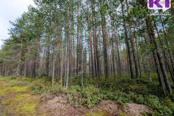 На очистку лесов и ликвидацию свалок: как расходуются экологические платежи в Коми

