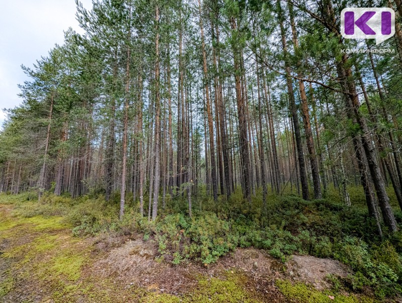 На очистку лесов и ликвидацию свалок: как расходуются экологические платежи в Коми

