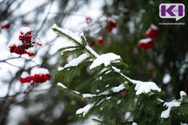 Погода в Коми 26 ноября: небольшой снег, -7...-9°С