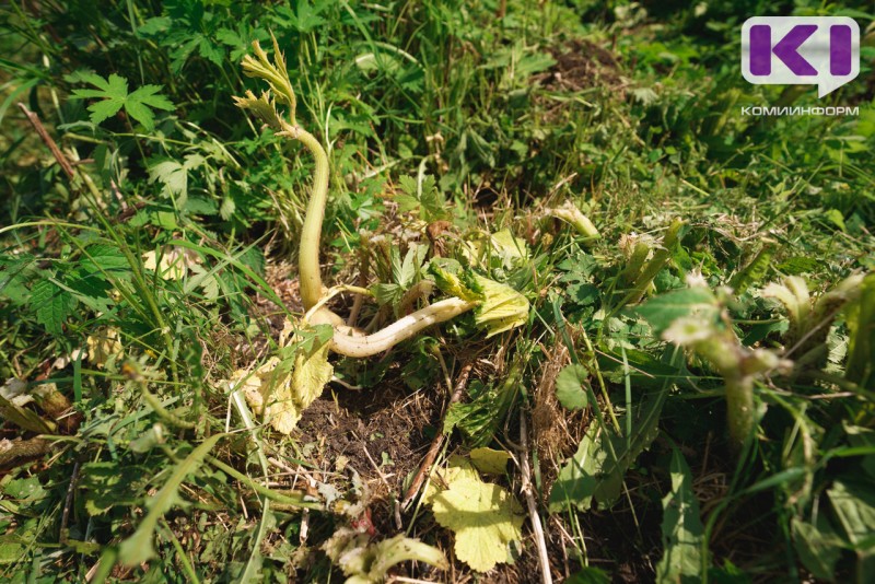 Фермера в Коми оштрафовали на 540 тысяч рублей за неисполнение предписаний

