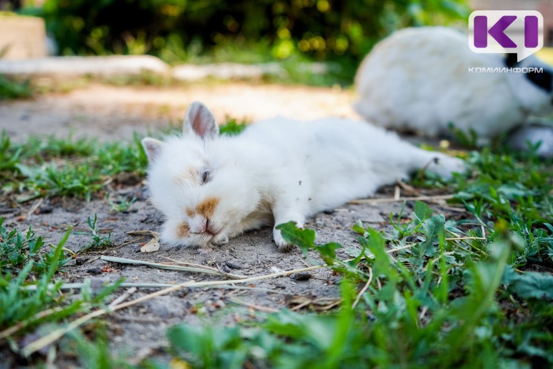 В Госдуме анонсировали введение обязательной регистрации собак и кошек