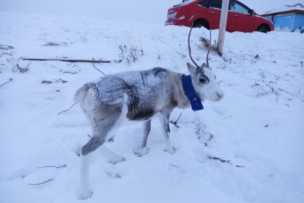 В Воркуте пропал ручной олень с синим ошейником - он мог стать жертвой браконьеров 