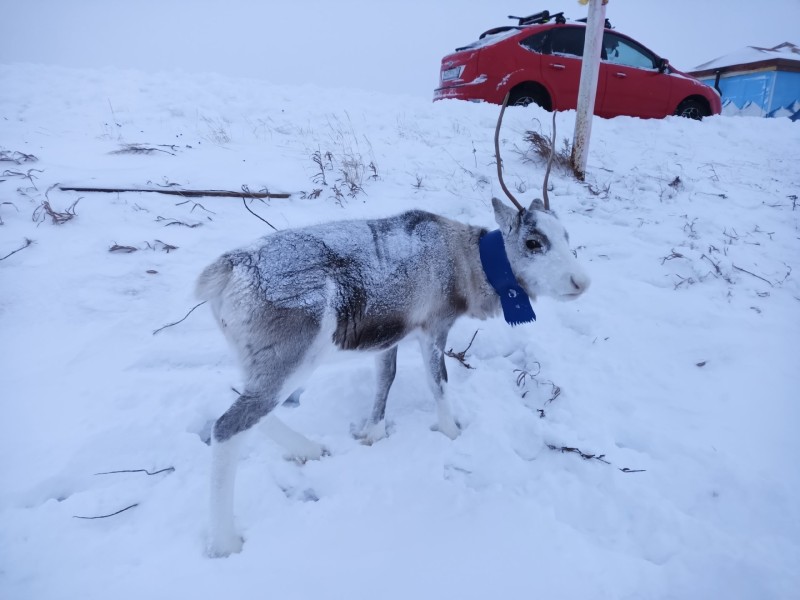 В Воркуте пропал ручной олень с синим ошейником - он мог стать жертвой браконьеров 