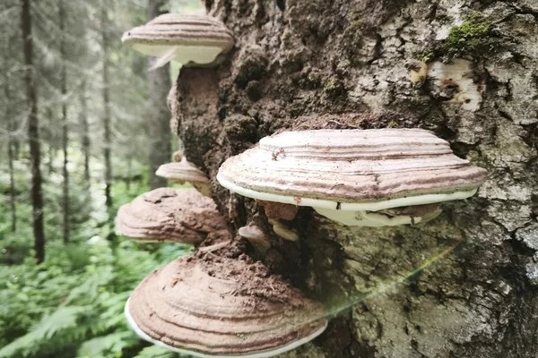 Леса Коми ждет стабильная санитарная ситуация в первой половине 2026 года