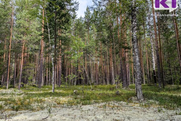 В Ухтинском лесничестве выявлено более 8 тысяч га земель, требующих лесовосстановления