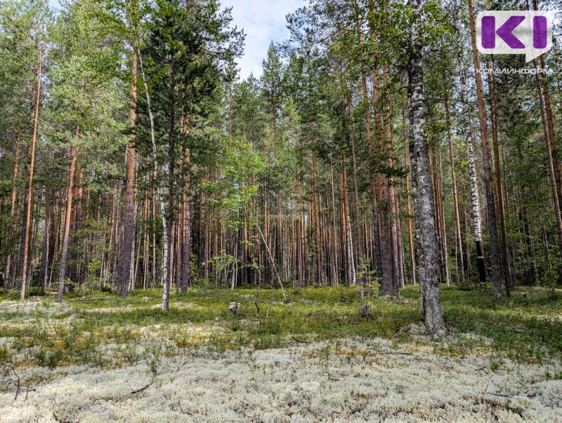 В Ухтинском лесничестве выявлено более 8 тысяч га земель, требующих лесовосстановления