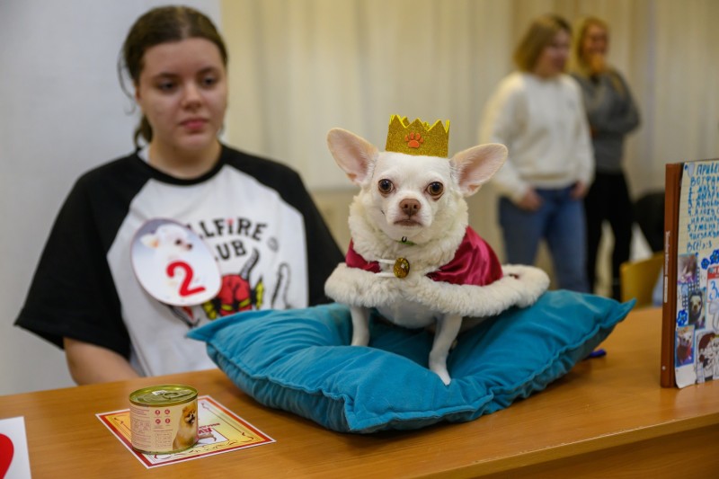 "Сладкая парочка", оригинальные имена и забавные костюмы: в Воркуте подвели итоги конкурса собачьей красоты
