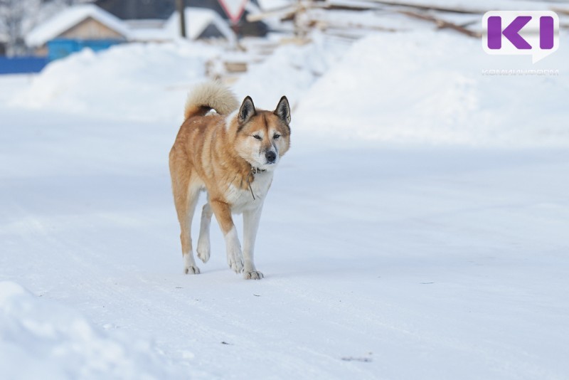 В Печоре владелица выпущенного на самовыгул пса выплатит покусанной им пенсионерке компенсацию морального вреда