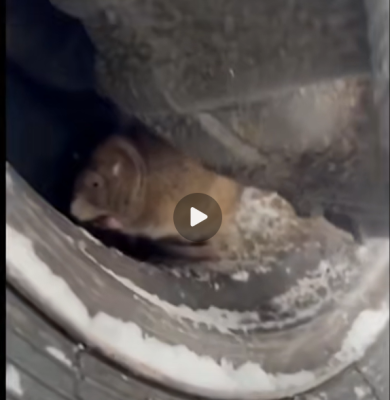 Дорожники Сыктывкара обнаружили в колесе трактора замерзающего грызуна