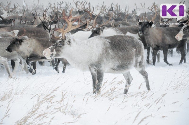 Оленеводческие активы Инты объединят в единое госпредприятие "Интинское"