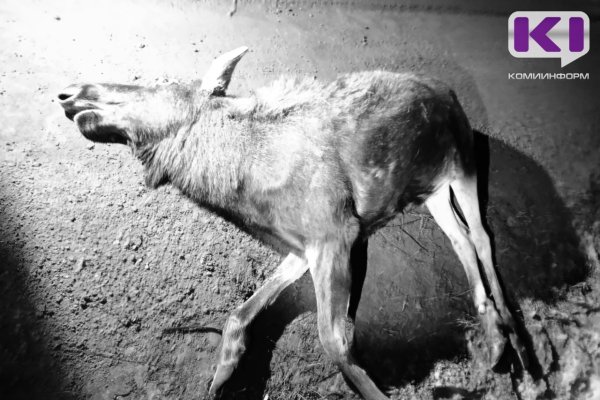 В Прилузье большегруз сбил лося 