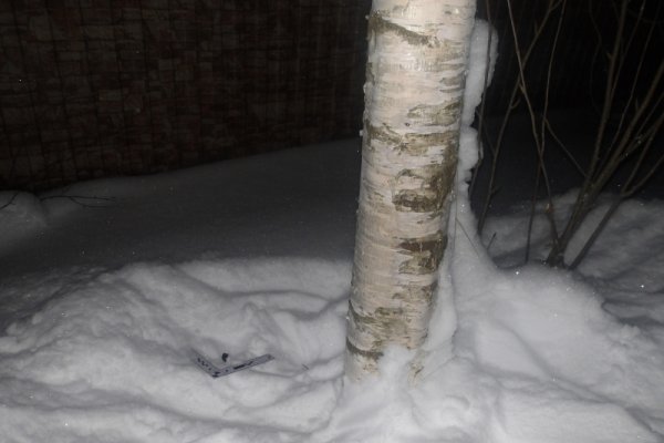 Ночной поход за товаром: в лесу Эжвинского района задержали двух искателей закладок