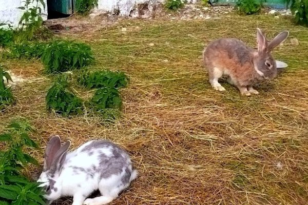 На агротуризм в Коми в 2026 году предусмотрено 3,5 млн рублей