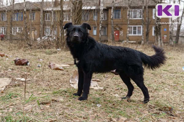 Следственный комитет России заинтересовался бродячими собаками в Сосногорске 