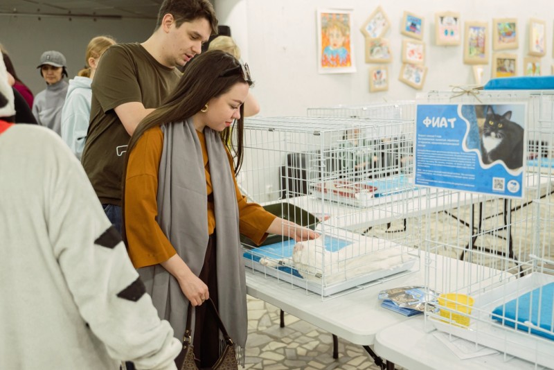 В Сыктывкаре пройдет седьмой фестиваль "Пойдем домой" для пристройства обитателей приюта "Кошки за окошком"