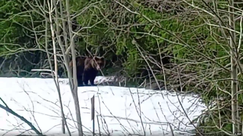 В койгородском селе Грива косолапый вышел к людям