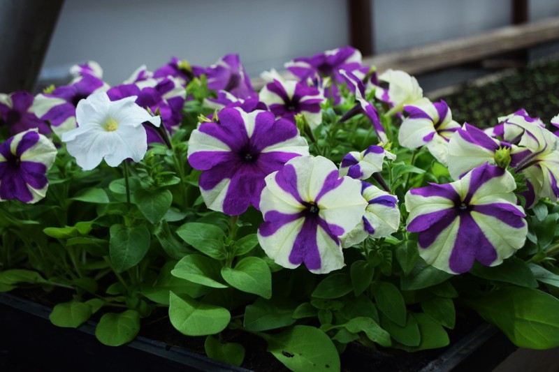 В Ухте планируют высадить около 200 тысяч цветов

