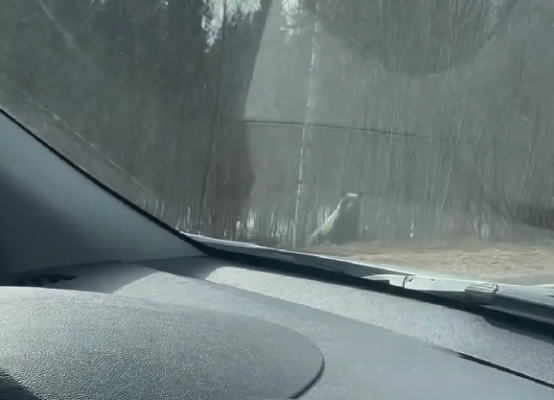 В Усть-Куломском районе заметили медведицу с медвежатами