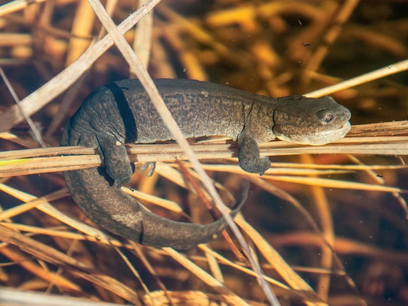 В Беличьем парке Сыктывкара под угрозой крупнейшая в Коми популяция краснокнижных углозубов 