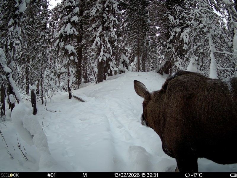 Фотоловушка зафиксировала крупного лося в заказнике "Дзервад"


