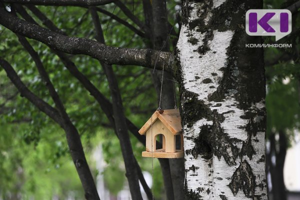 Эколог из Сыктывкара рассказала, как собрать новогодний стол для синичек