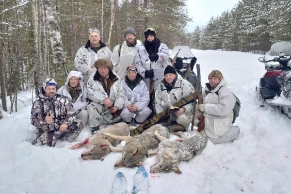 В Усть-Вымском районе за одну облаву добыли трех крупных волков