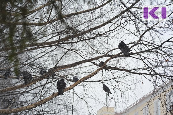 Неустойчивый характер погоды прогнозируется в Коми в предпоследнюю неделю января