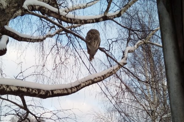 Сов падение: в Объячеве на женщину упала сова 