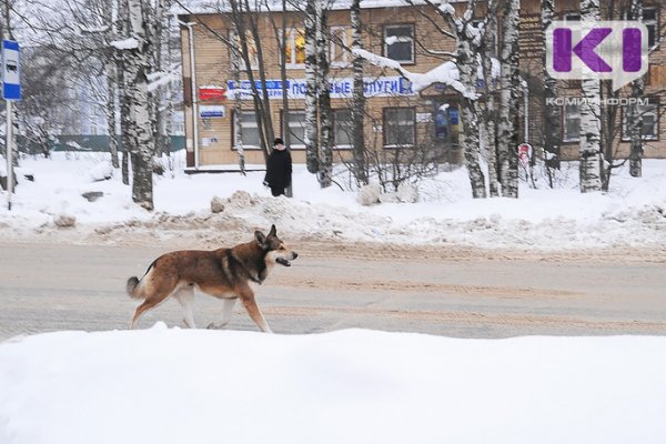 В Вуктыле начался отлов бездомных собак