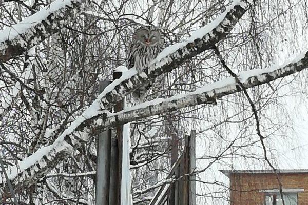 Сова в Объячево умерла от голода /подробности/

