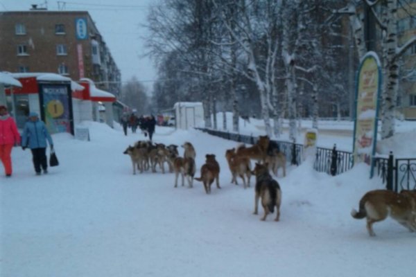 В Ухте свора собак опять напала на человека