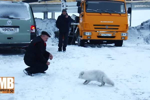 Отлавливать песцов в Воркуте не планируют