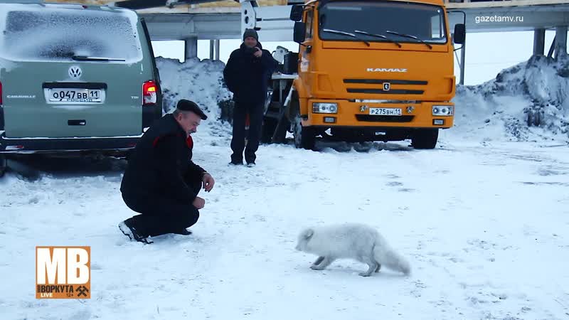 Отлавливать песцов в Воркуте не планируют