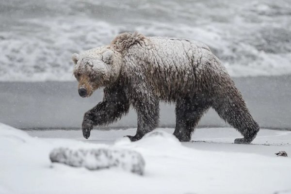 В Ухте отстрелят медведя-шатуна 