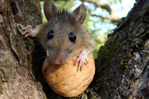 В Коми из-за дождей катастрофически упала численность грызунов 