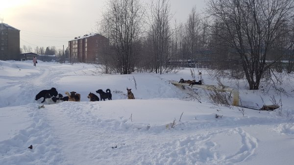 Бродячие собаки в Яреге оккупировали детский сад 