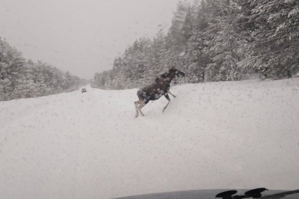 На трассе в Койгородском районе лось парализовал движение