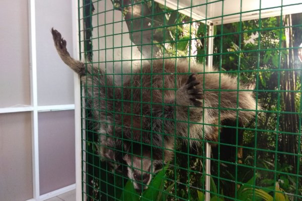 Сыктывкарцы пожаловались на контактный зоопарк